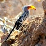 YB Hornbill